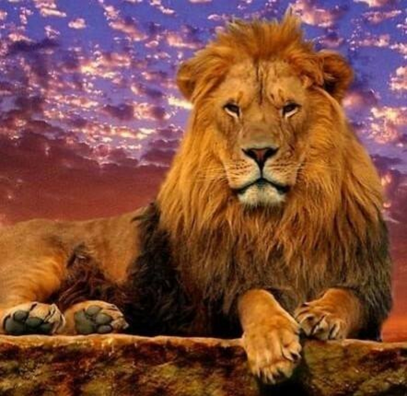 Livraria Cordeiro de Deus - Saracuruna