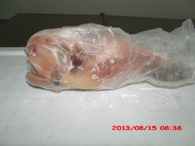 PEIXARIA EM SAO FIDELIS - CASA DO PEIXE