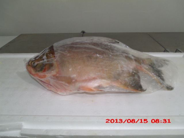 PEIXARIA EM SAO FIDELIS - CASA DO PEIXE