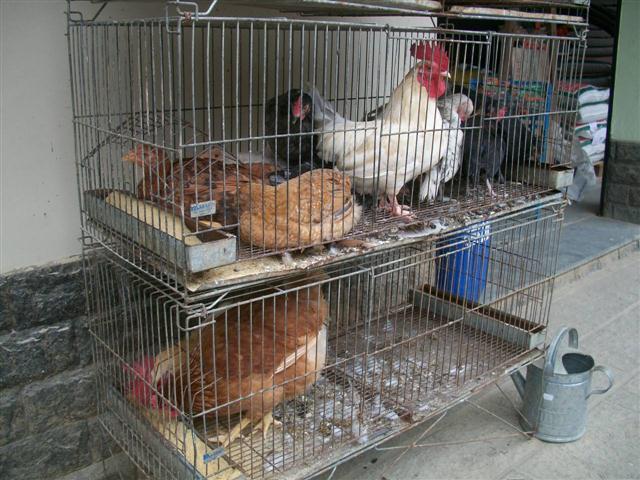 CASA DE RAÇÕES EM SÃO JOSE DO VALE DO RIO PRETO - NO RAMO - RJ