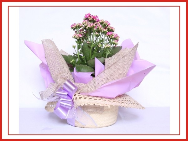 CESTAS DE CAFÉ DA MANHA EM BRASILIA - CHALÉ FLORES E PRESENTES - DF