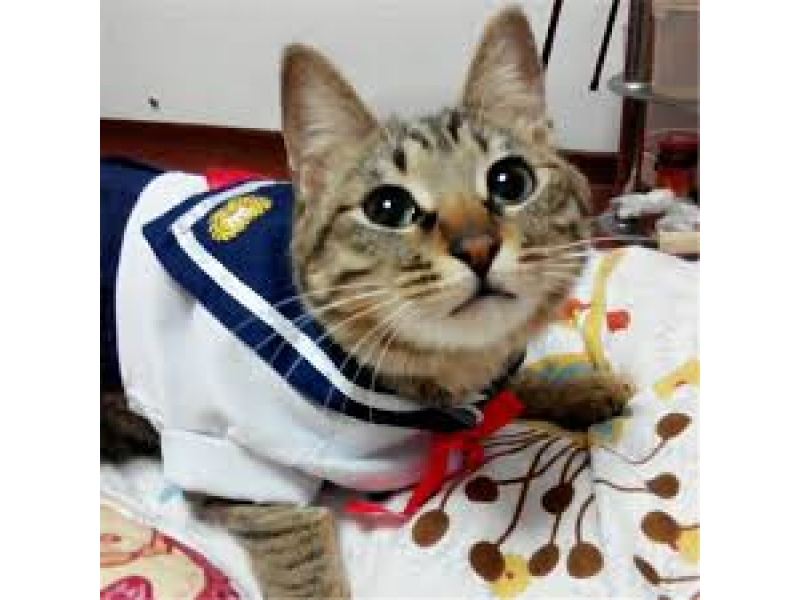 LOJA DE RAÇÃO NO MORUMBI EM SÃO PAULO