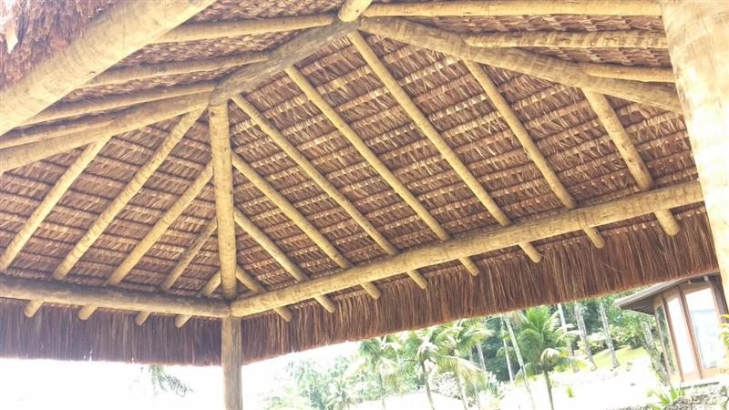 EUCALIPTO TRATADO EM CONCEIÇÃO JACAREÍ RJ