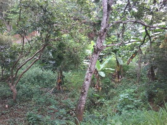 VENDA DE TERRENO E CHÁCARA EM TRÊS RIOS