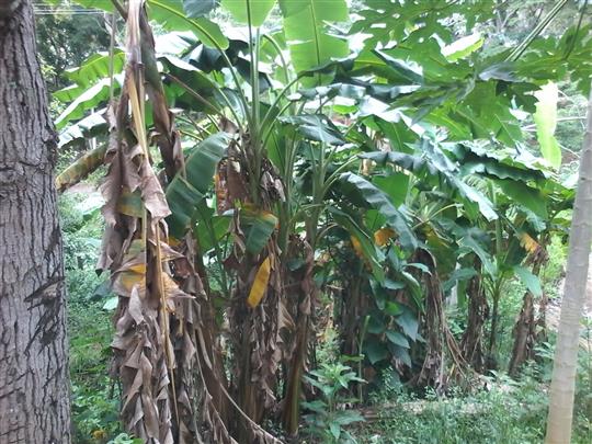 VENDA DE TERRENO E CHÁCARA EM TRÊS RIOS