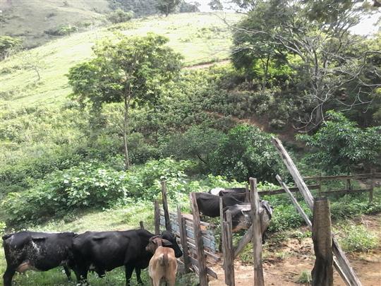 VENDA DE TERRENO E CHÁCARA EM TRÊS RIOS