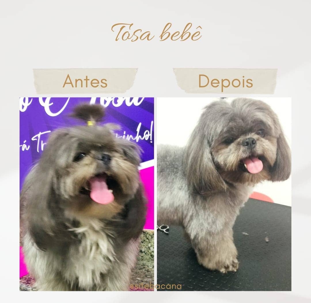 Pet Shop no Jardim das flores. CLUBINHO PET