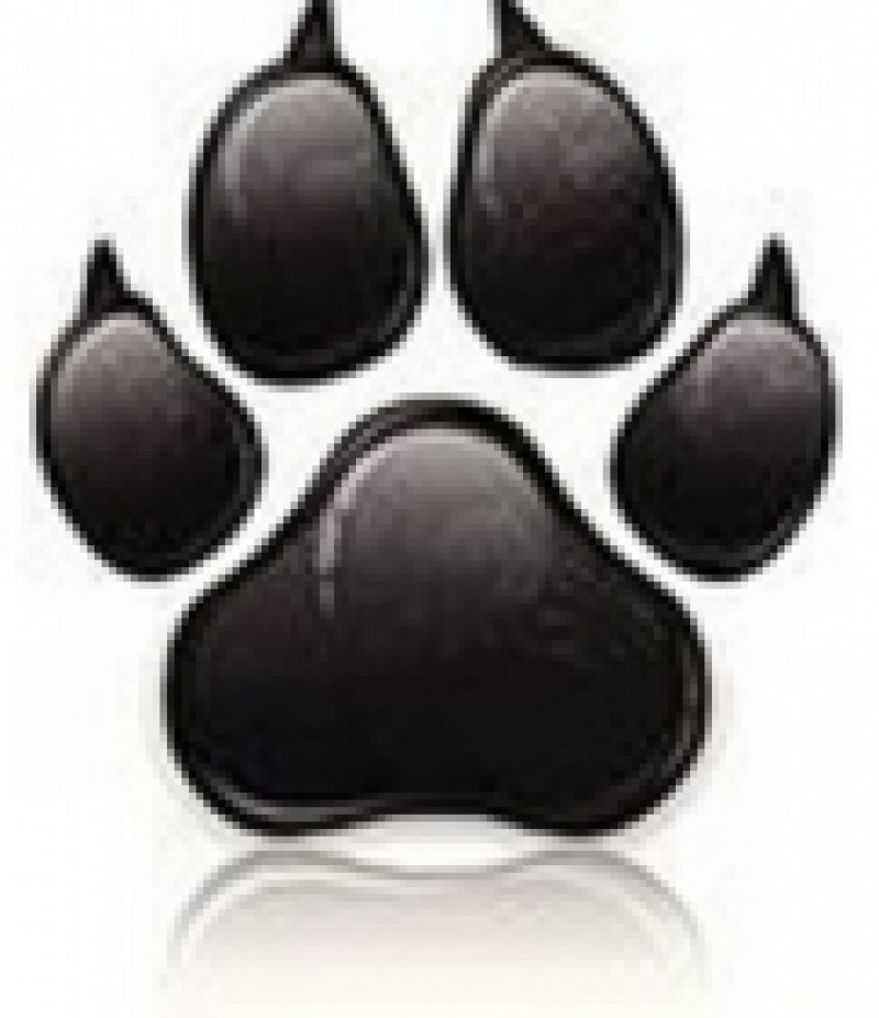 DAN ADESTRAMENTO SEU PET SUPER EDUCADO