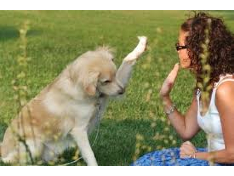 ADESTRAMENTO DE CÃO NO MORUMBI EM SÃO PAULO