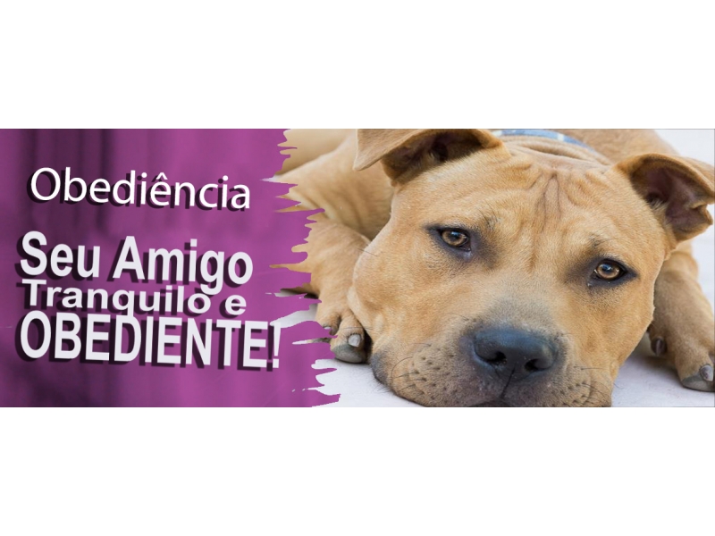 ADESTRAMENTO DE CÃO NO MORUMBI EM SÃO PAULO