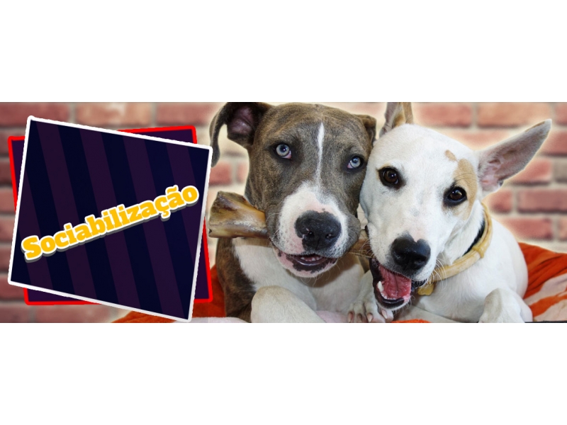 ADESTRAMENTO DE CÃO NO MORUMBI EM SÃO PAULO