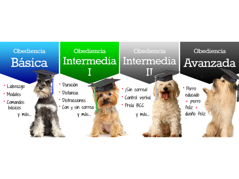 ADESTRAMENTO DE CÃO NO MORUMBI EM SÃO PAULO