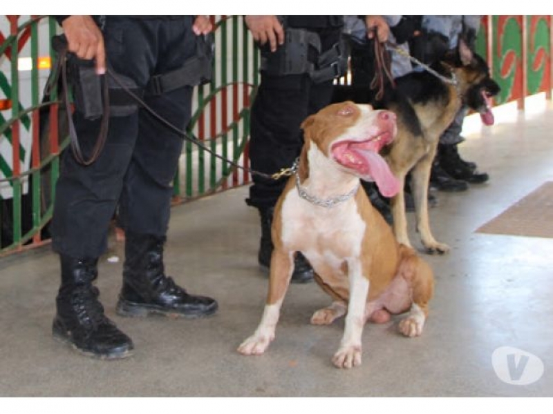 ADESTRAMENTO DE CÃO NO MORUMBI EM SÃO PAULO