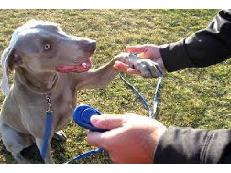 ADESTRAMENTO DE CÃO NO MORUMBI EM SÃO PAULO