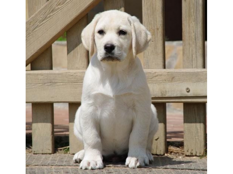 ADESTRAMENTO DE CÃO NO MORUMBI EM SÃO PAULO