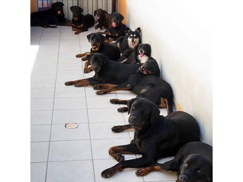ADESTRAMENTO DE CÃO NO MORUMBI EM SÃO PAULO