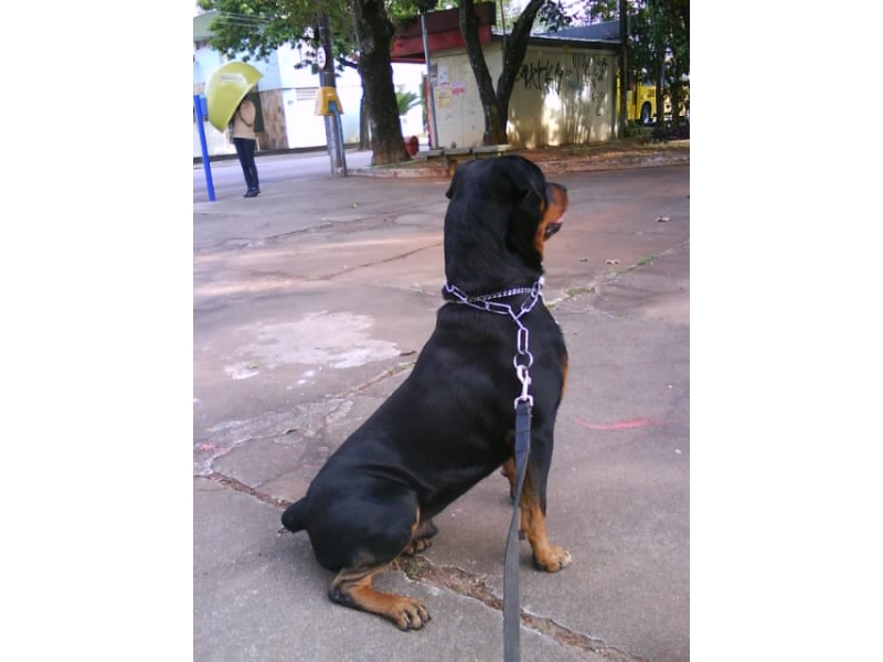 ADESTRAMENTO DE CÃO NO MORUMBI EM SÃO PAULO