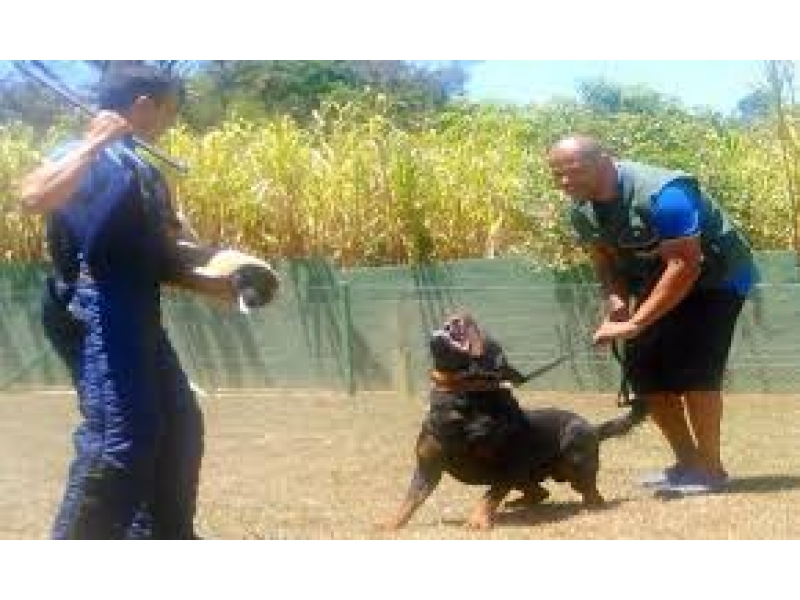 ADESTRAMENTO DE CÃO NO MORUMBI EM SÃO PAULO