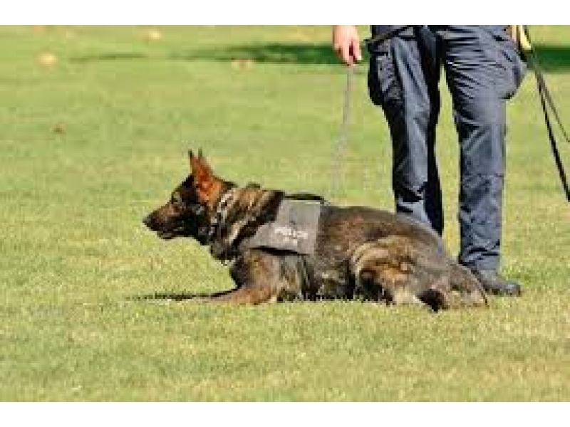 ADESTRAMENTO DE CÃO NO MORUMBI EM SÃO PAULO
