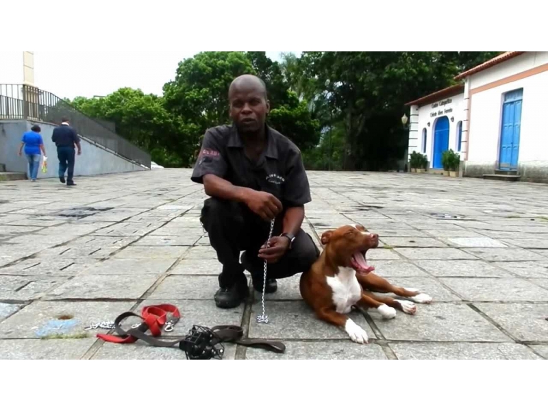 ADESTRAMENTO DE CÃO NO MORUMBI EM SÃO PAULO