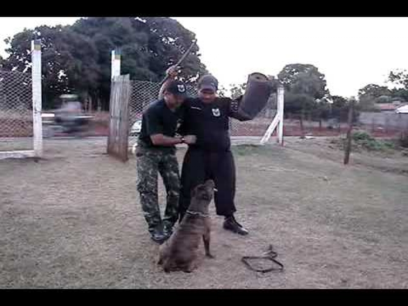ADESTRAMENTO DE CÃO NO MORUMBI EM SÃO PAULO