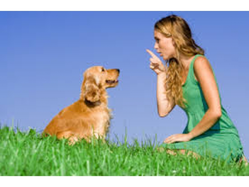 ADESTRAMENTO DE CÃO NO MORUMBI EM SÃO PAULO