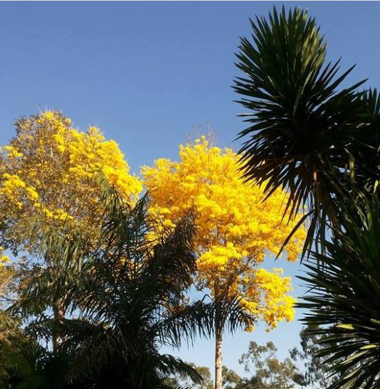 Viveiro Chácara da Grama