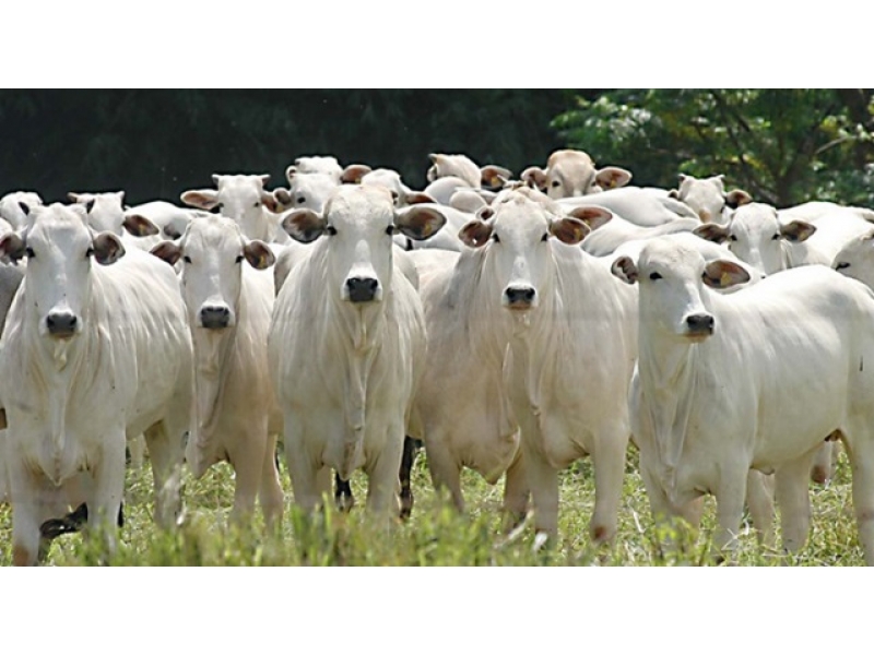 Projetos agropecuários Agronegócio em Porto Velho - AGRO SUSTENTÁVEL