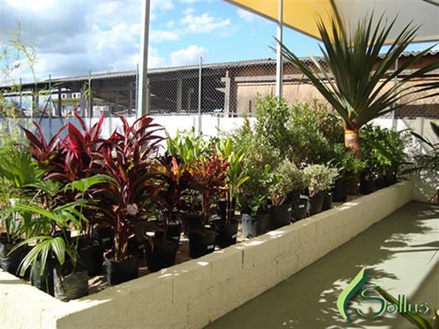 PAISAGISMO NO INDEPENDÊNCIA TAUBATÉ - SOLLUS PAISAGISMO