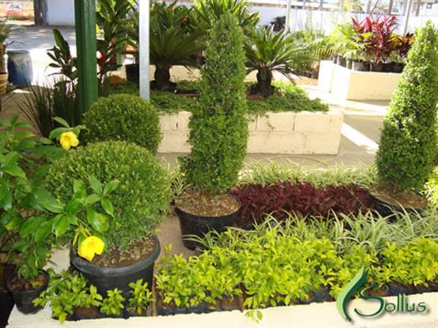 PAISAGISMO NO INDEPENDÊNCIA TAUBATÉ - SOLLUS PAISAGISMO