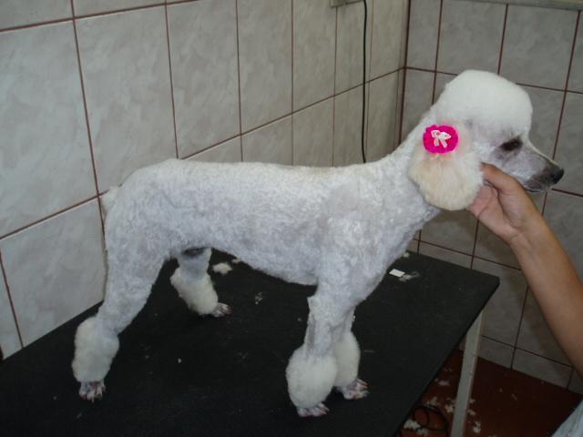 BANHO E TOSA EM XEREM DUQUE DE CAXIAS - ESTILOCAO - RJ