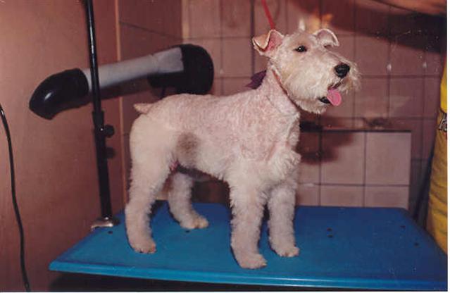 BANHO E TOSA EM XEREM DUQUE DE CAXIAS - ESTILOCAO - RJ