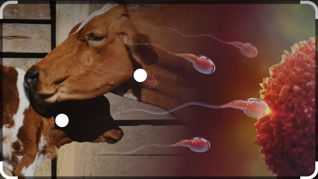 Venda de sêmen e embriões de bovinos em Porto Velho - PROGENIE Genética e Embriões 
