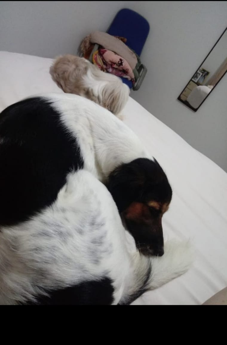 HOTEL PET EM GUARAPARI - ES