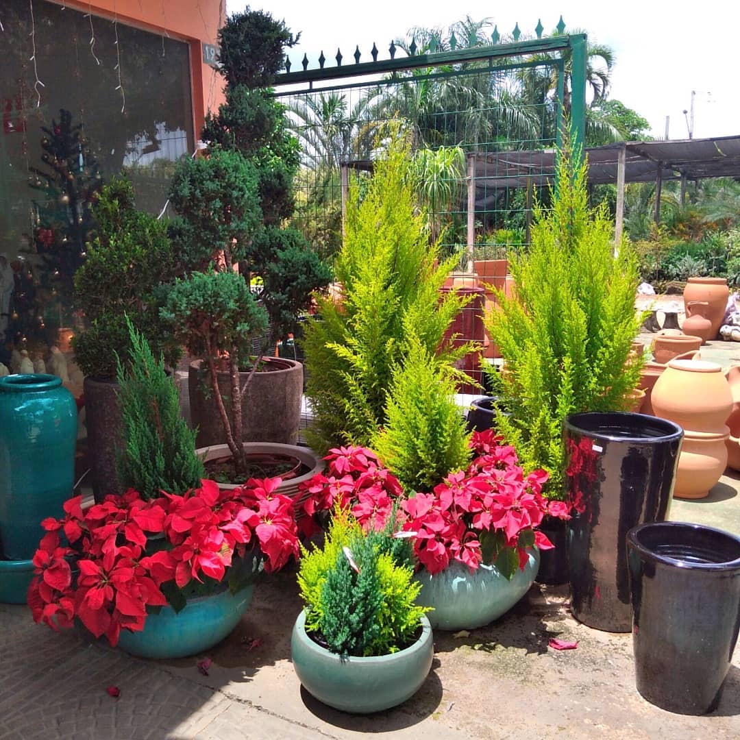 VENDAS DE GRAMA EM SORRISO - MT 