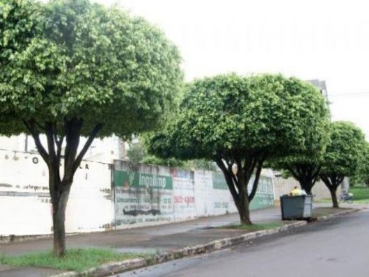 CORTE E PODA DE ÁRVORES NO RECREIO DOS BANDEIRANTES - RJ