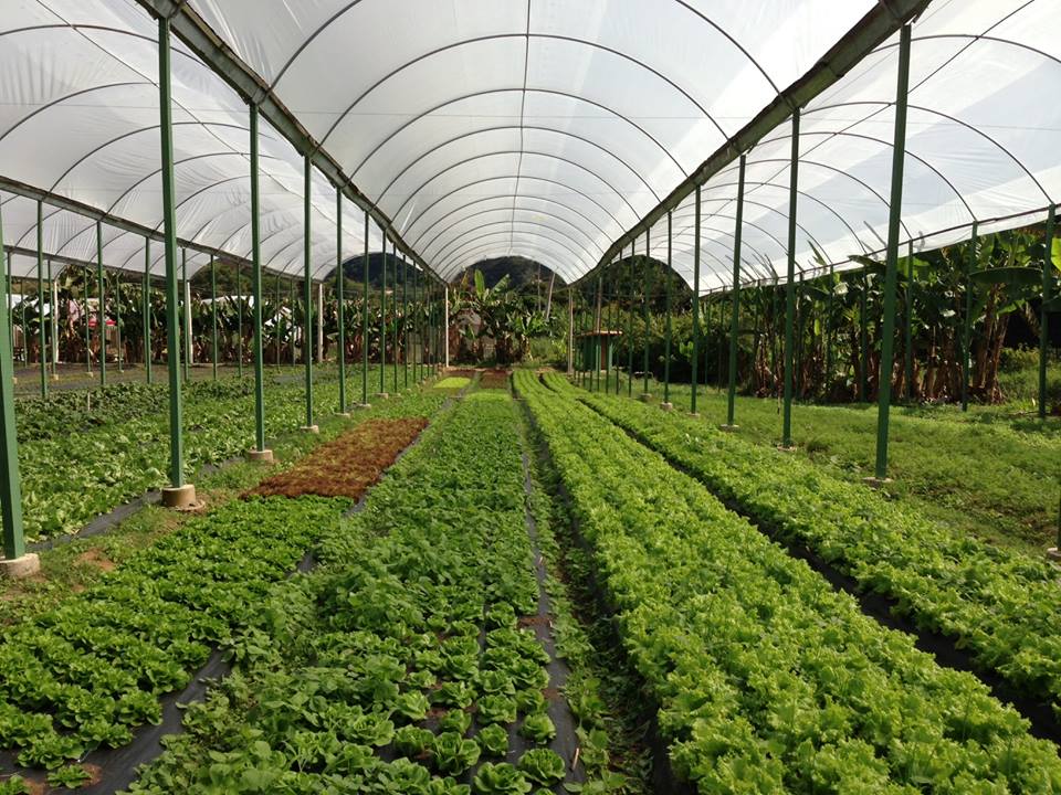 PRODUTOS ORGANICOS NO RIO DE JANEIRO