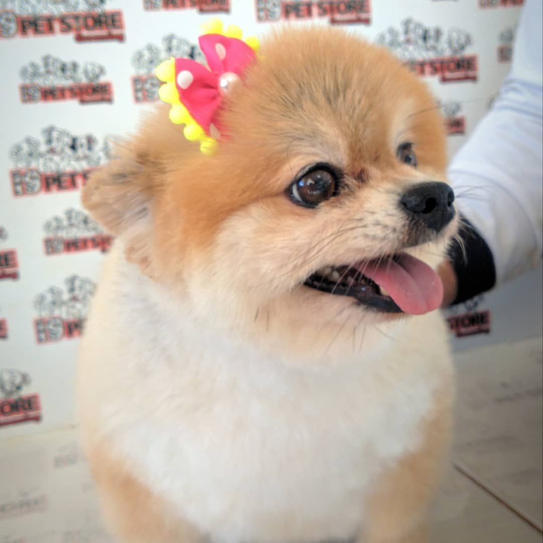 BANHO E TOSA EM JARU - RO