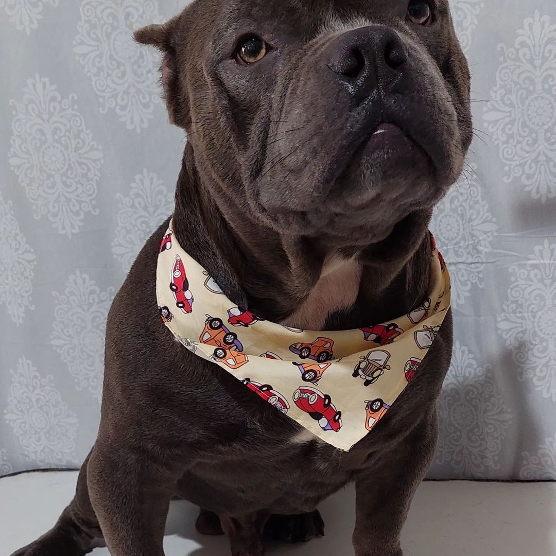 BANHO E TOSA EM JARU - RO