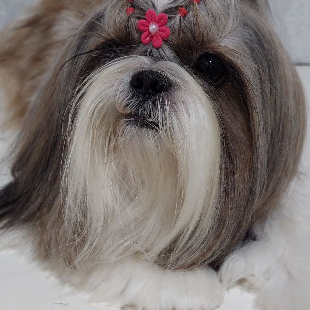 BANHO E TOSA EM JARU - RO