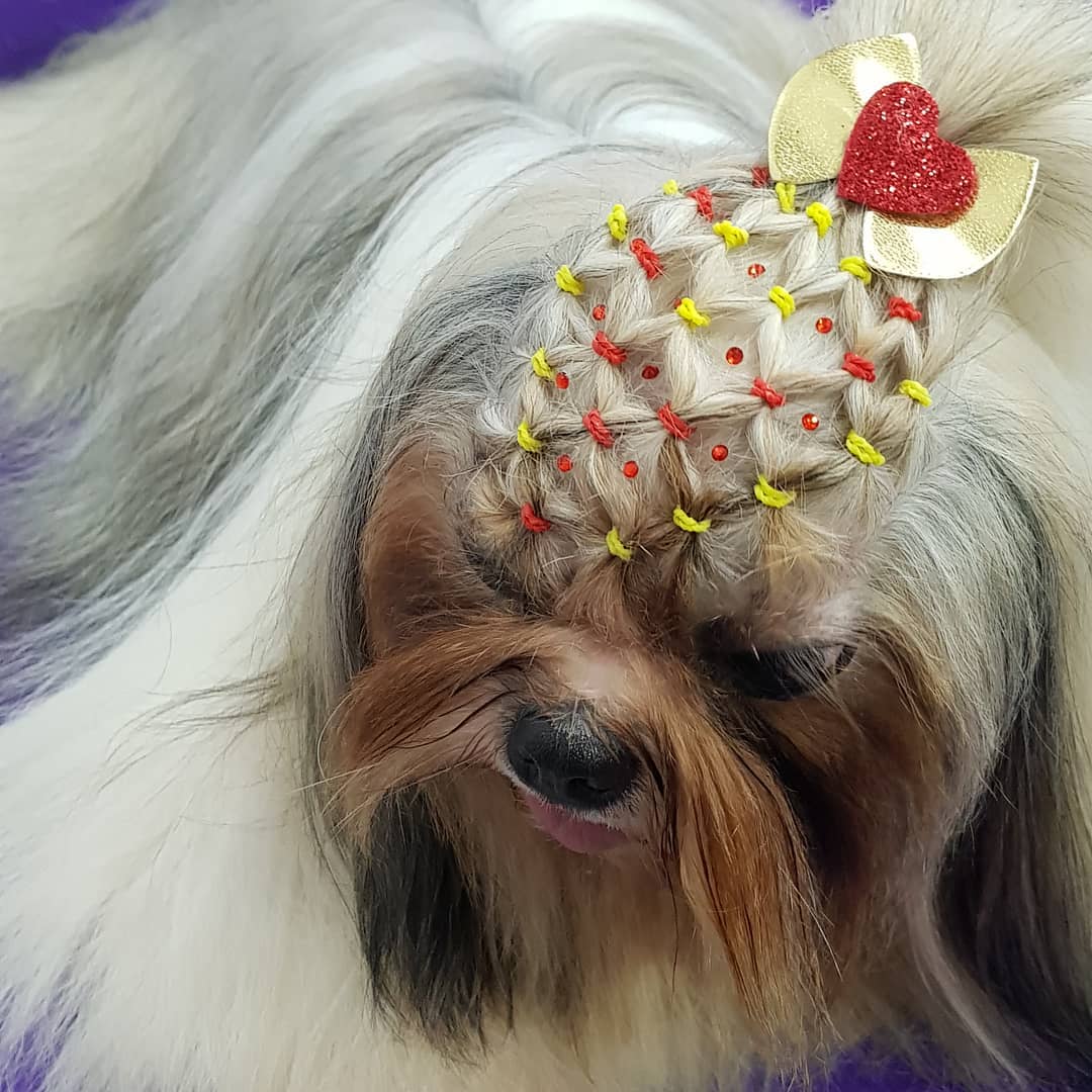 BANHO E TOSA EM ARIQUEMES - RO