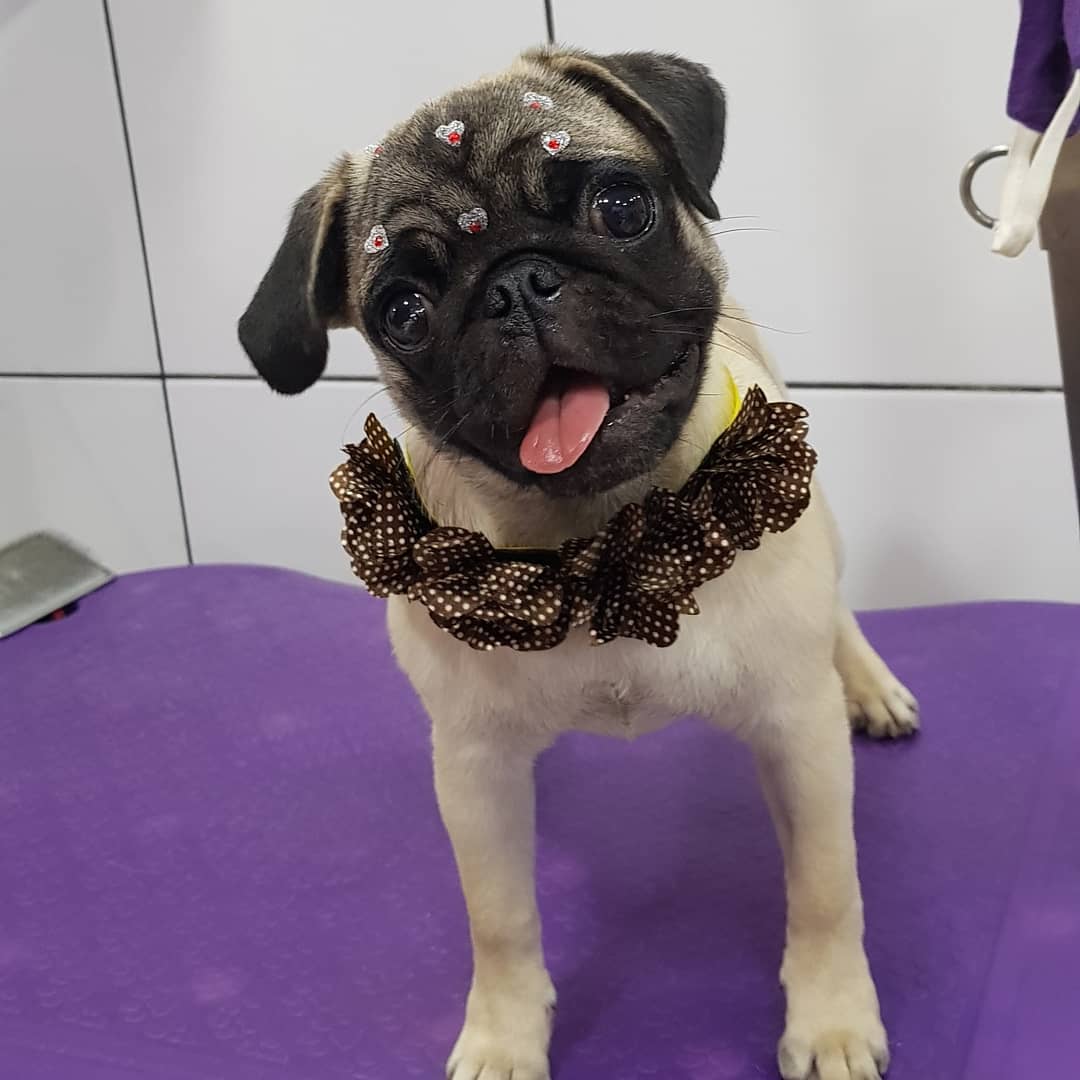 BANHO E TOSA EM ARIQUEMES - RO