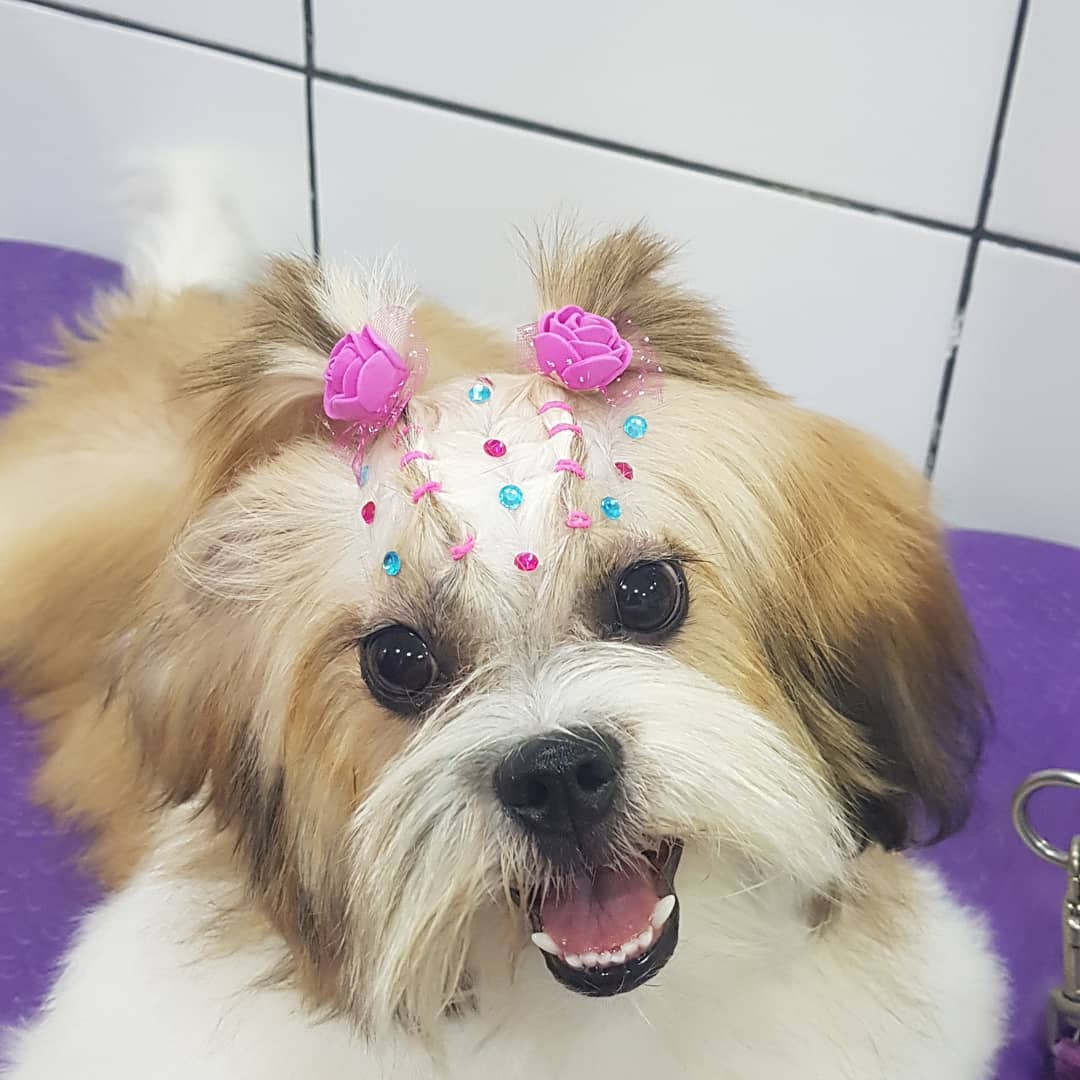 BANHO E TOSA EM ARIQUEMES - RO