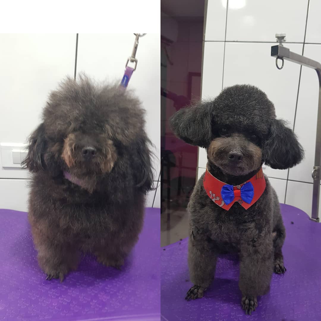 BANHO E TOSA EM ARIQUEMES - RO