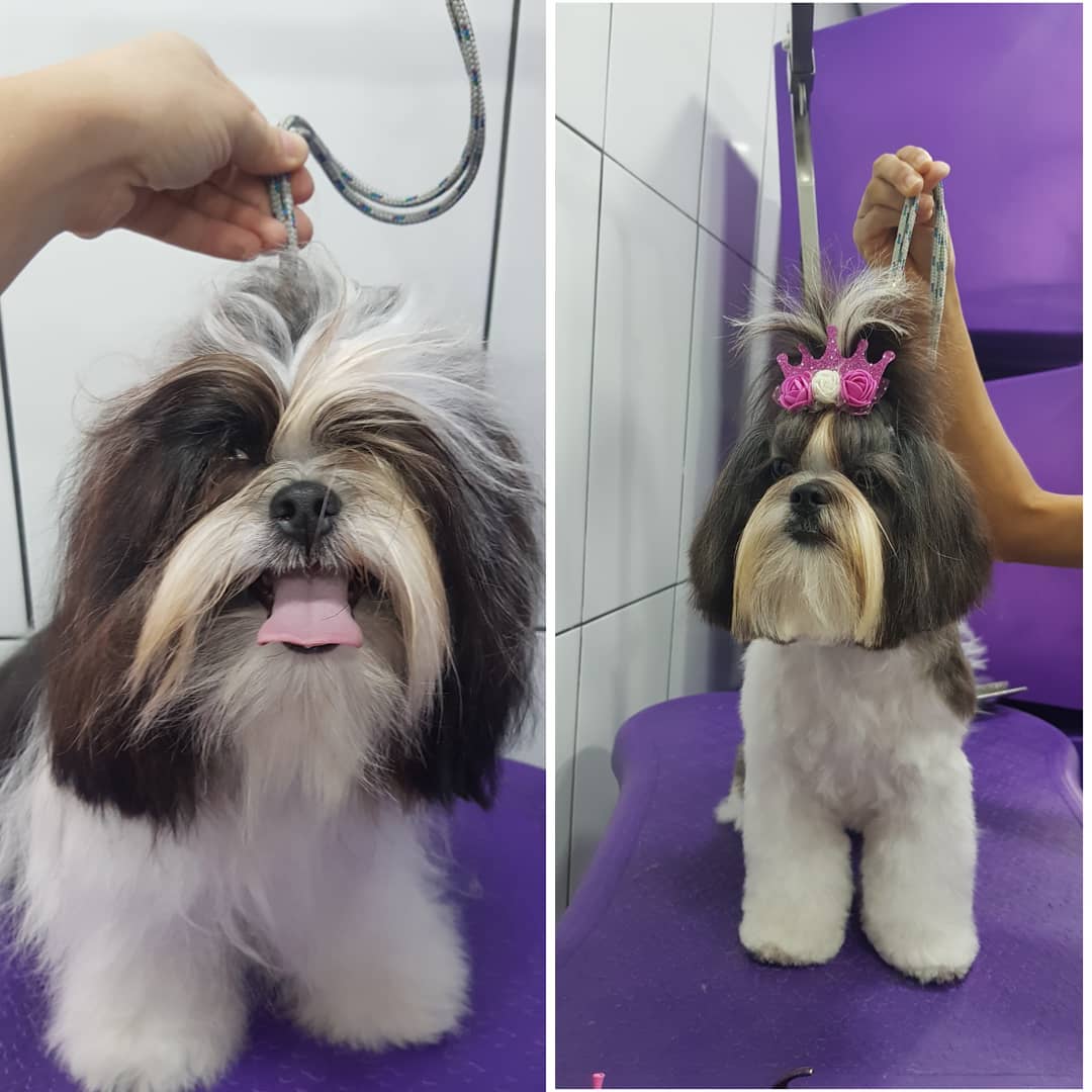 BANHO E TOSA EM ARIQUEMES - RO