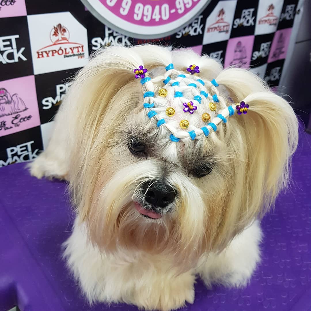 BANHO E TOSA EM ARIQUEMES - RO