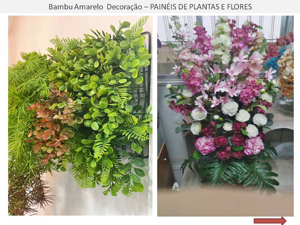 Bambu Amarelo Decor Gonzaga Santos e Baixada Santista