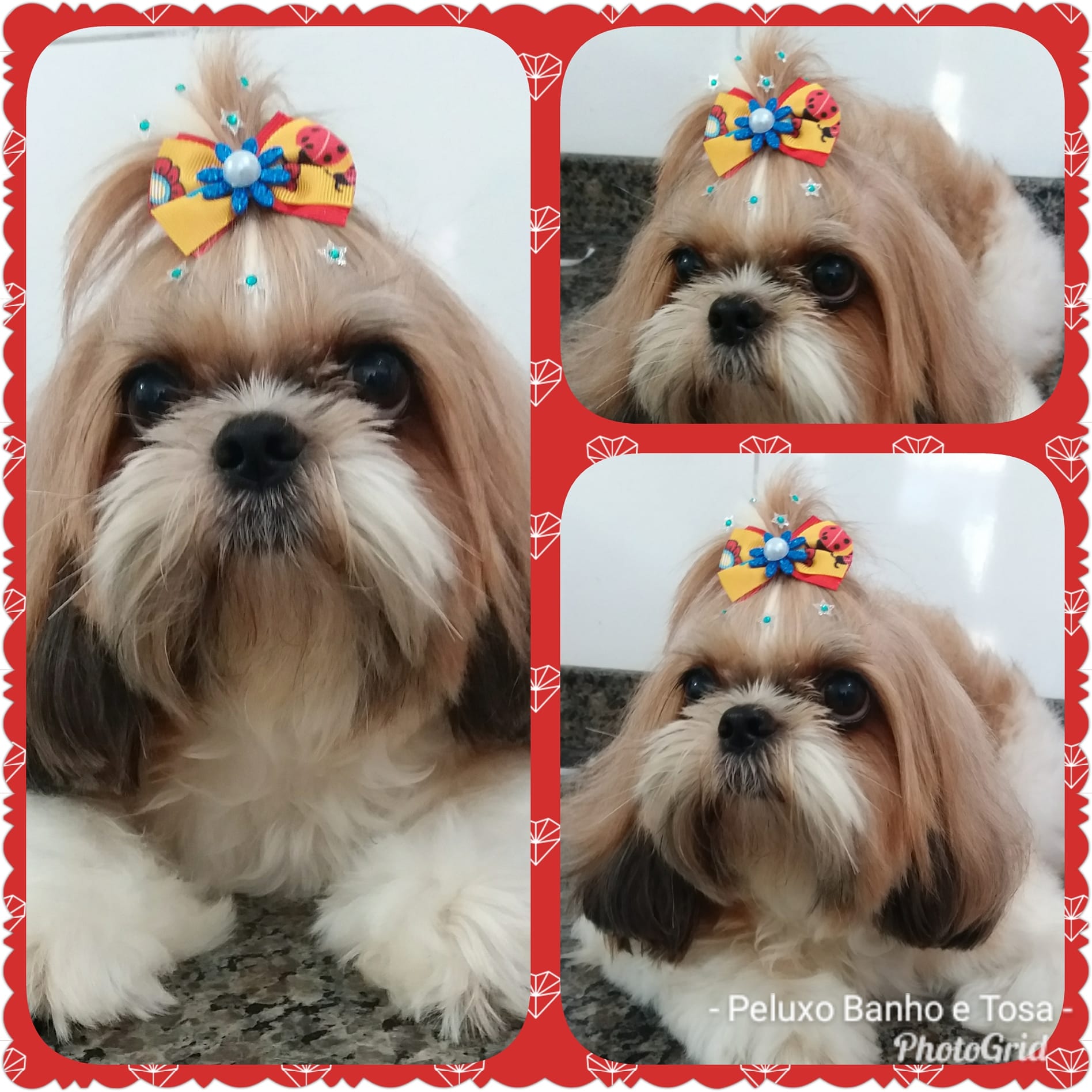 BANHO E TOSA EM VÁRZEA GRANDE - MT