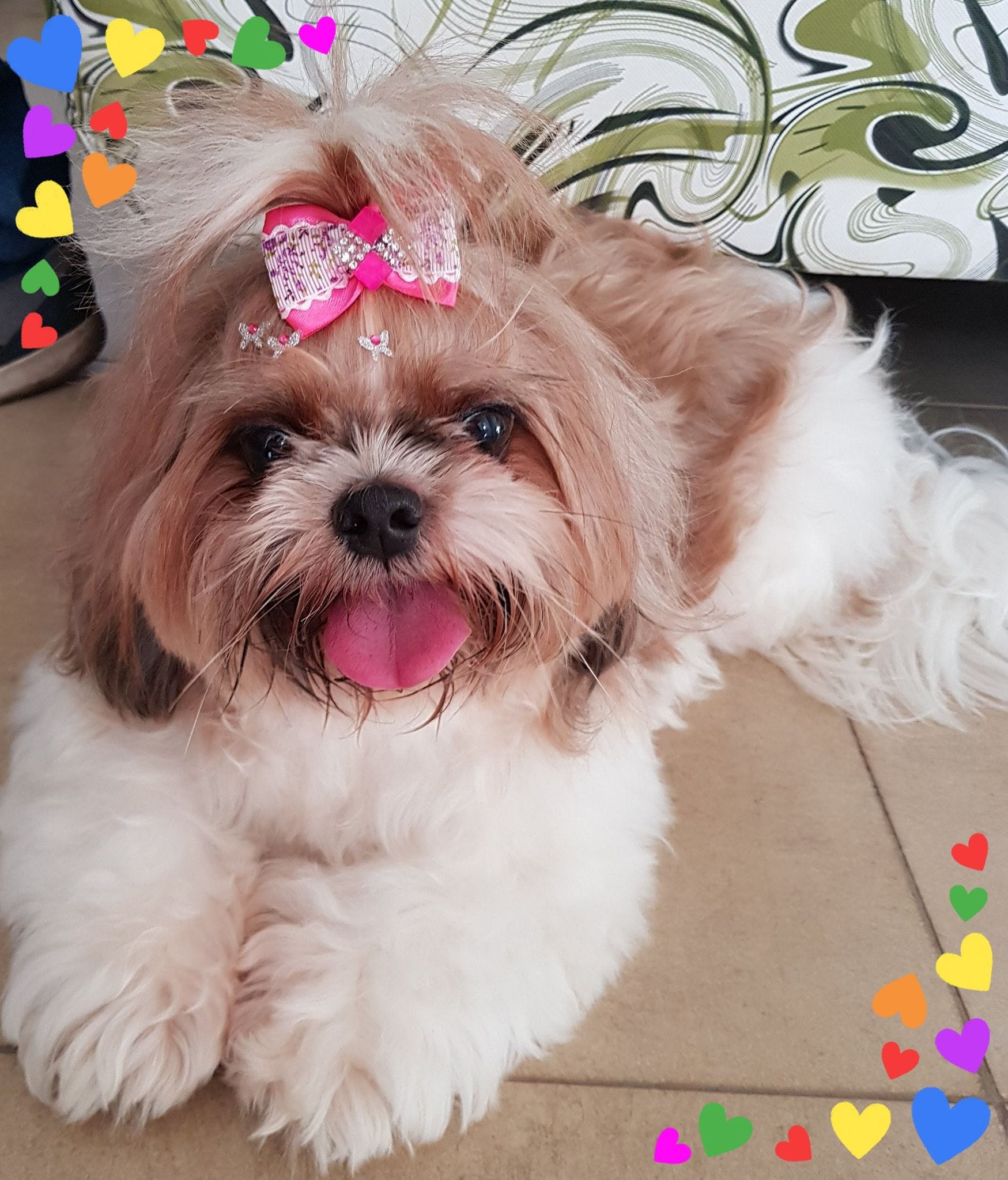 BANHO E TOSA EM VÁRZEA GRANDE - MT