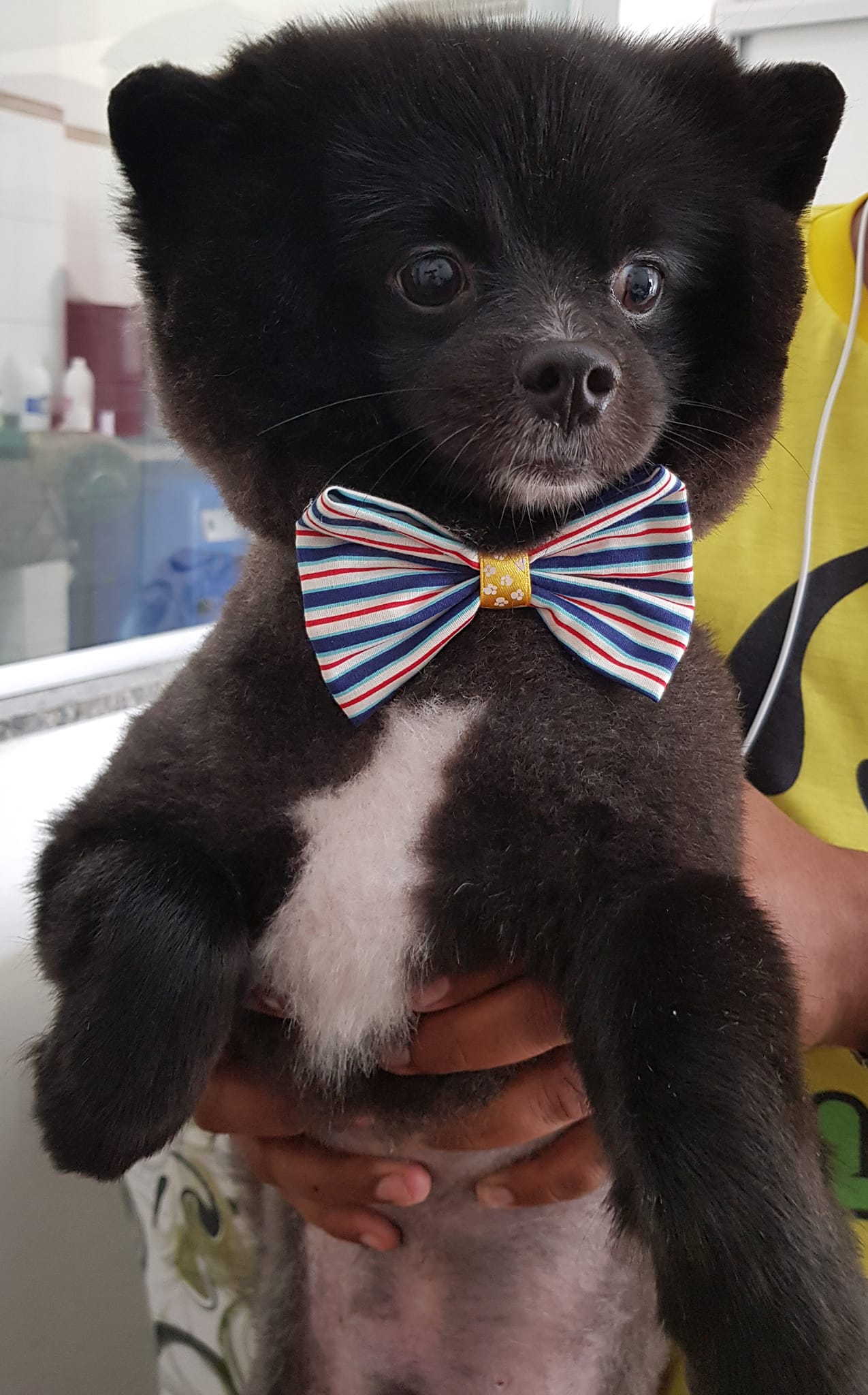 BANHO E TOSA EM VÁRZEA GRANDE - MT